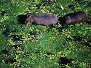 Картинка животные бегемоты