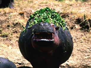 Картинка животные бегемоты