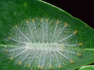 Картинка животные гусеницы