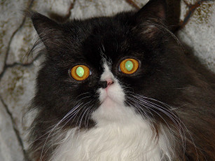 Картинка животные коты