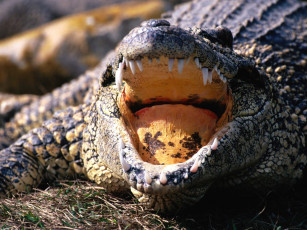 Картинка животные крокодилы