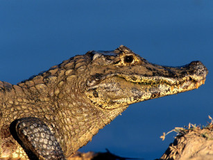 Картинка животные крокодилы