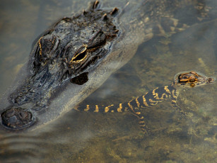 Картинка животные крокодилы