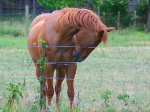 Картинка животные лошади