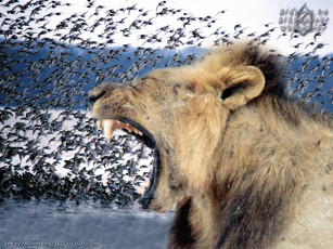 Картинка животные львы