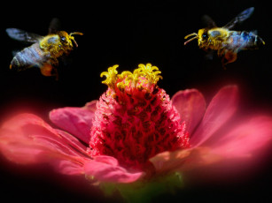 Картинка животные пчелы осы шмели