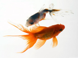 Картинка животные рыбы