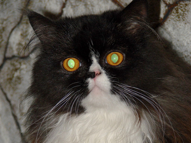 Обои картинки фото животные, коты