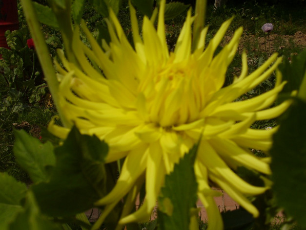 Обои картинки фото цветы, георгины