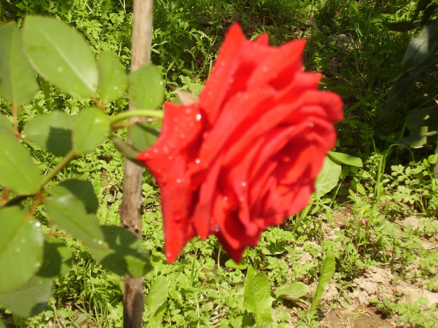 Обои картинки фото цветы, розы