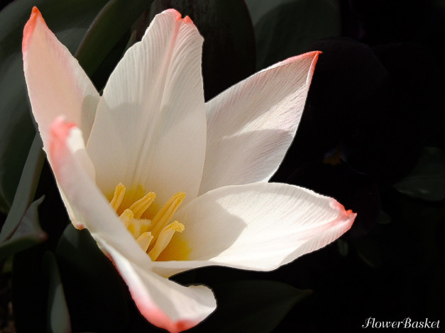 Обои картинки фото цветы, тюльпаны