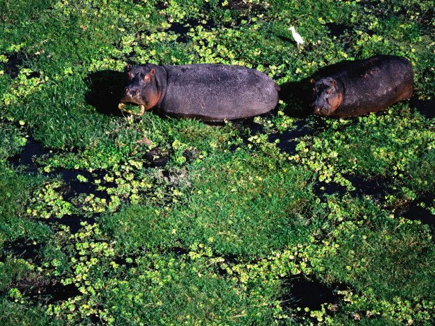 Обои картинки фото животные, бегемоты