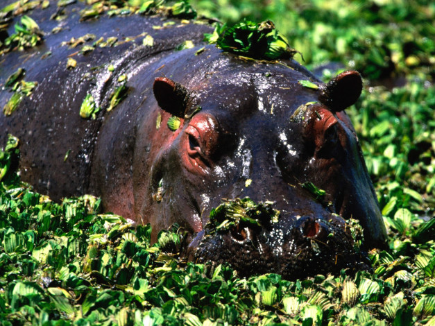 Обои картинки фото животные, бегемоты