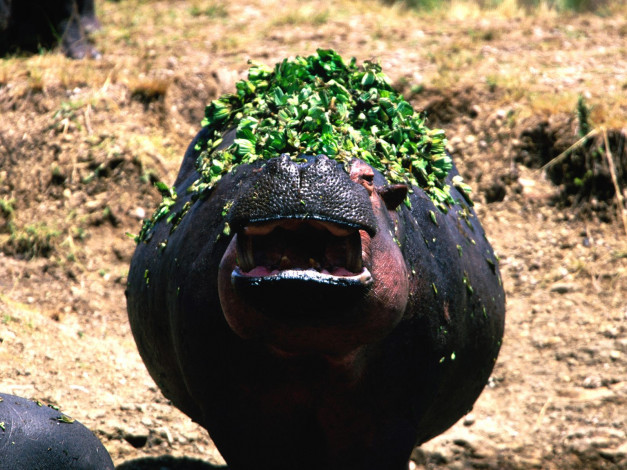 Обои картинки фото животные, бегемоты