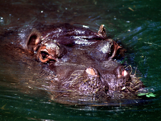 Обои картинки фото животные, бегемоты