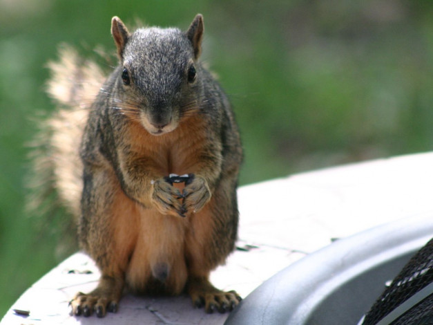 Обои картинки фото животные, белки