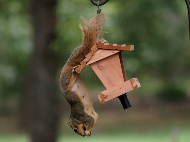 Обои картинки фото животные, белки