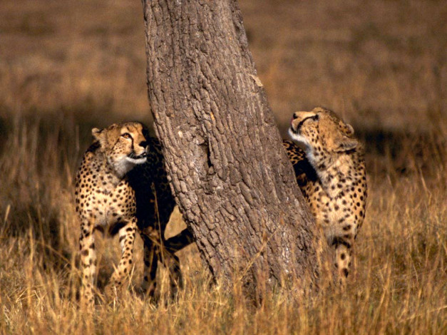 Обои картинки фото животные, гепарды