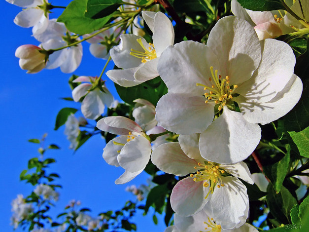 Обои картинки фото цветы, цветущие, деревья, кустарники