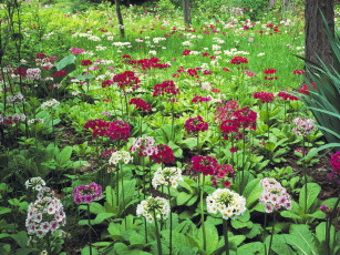 Картинка цветы примулы