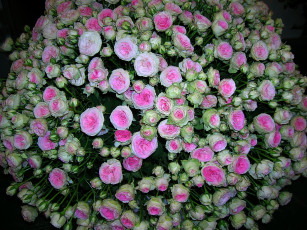 Картинка люблю тебя до слез каждый вздох как первый раз вместо лжи красивых фраз это облако из роз цветы розы