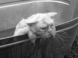 Картинка животные коты