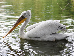 Картинка животные пеликаны