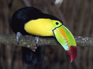 Картинка животные туканы