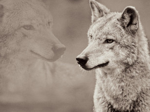 Картинка животные волки