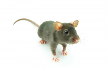 Картинка животные крысы мыши