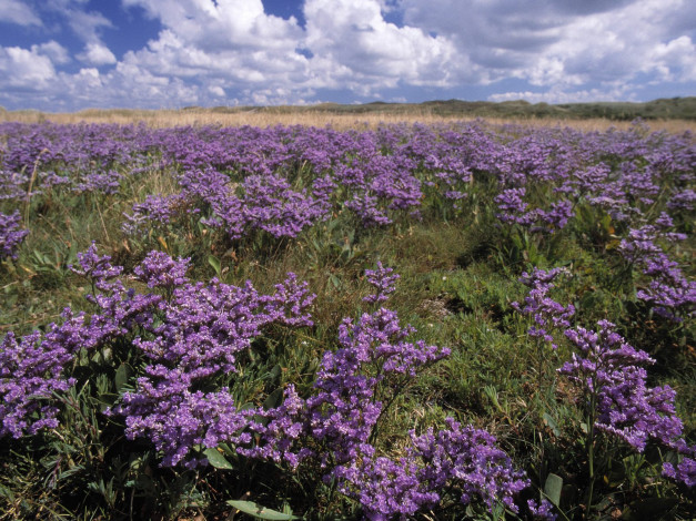 Обои картинки фото цветы, луговые, полевые