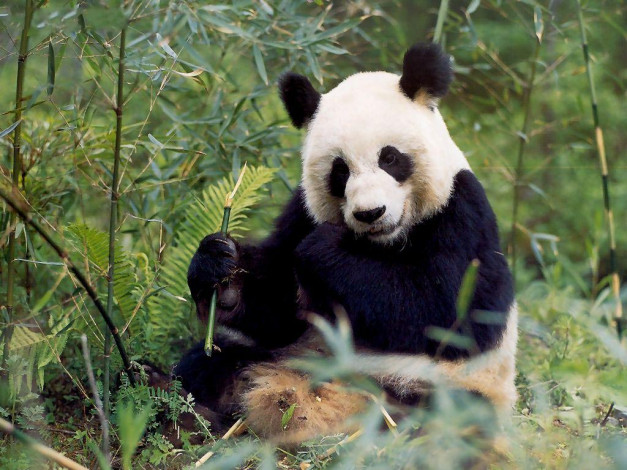 Обои картинки фото животные, панды