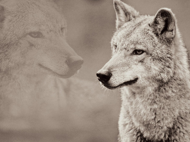 Обои картинки фото животные, волки