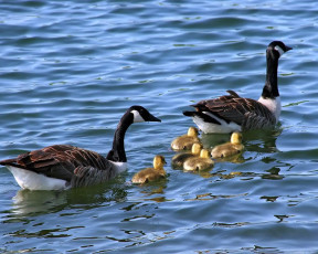 Картинка животные гуси