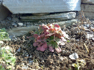 Картинка цветы