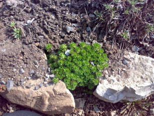 Картинка цветы молочай