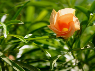 Картинка цветы олеандры