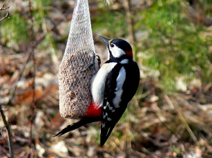 Картинка животные дятлы