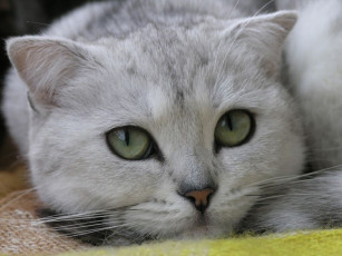 Картинка животные коты