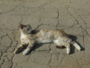 Картинка животные коты