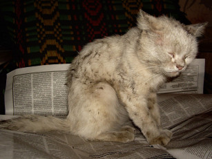 Картинка животные коты