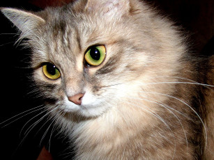 Картинка животные коты