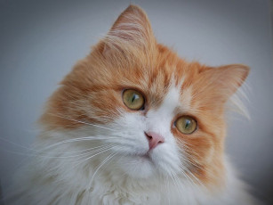 Картинка животные коты