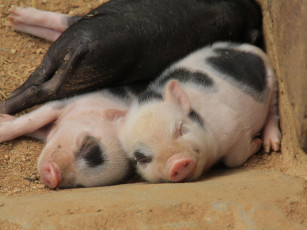 Картинка животные свиньи кабаны