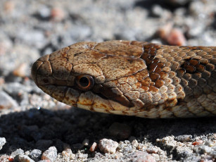 обоя животные, змеи, питоны, кобры