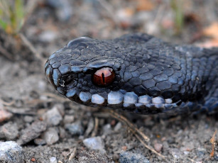 Картинка животные змеи питоны кобры