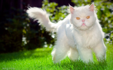 Картинка животные коты