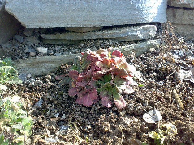 Обои картинки фото цветы