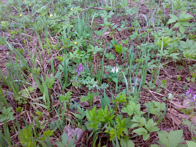 Обои картинки фото цветы, луговые, полевые