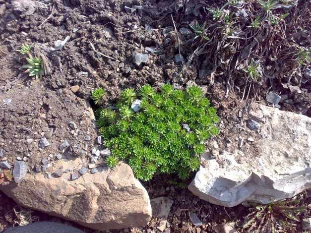 Обои картинки фото цветы, молочай